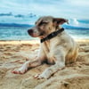 HD 1080P Wireless Pet Collar Camera - No WiFi Needed, Mini Body Cam for Indoor/Outdoor