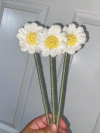 Image 2 of Daisy 