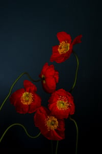 Still Life with Icelandic Poppies no. 4