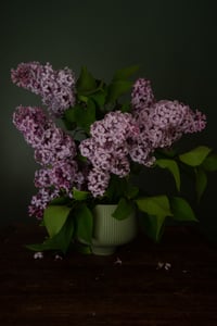 May Lilacs 