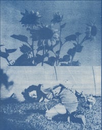 Blossom Cyanotype