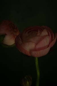 Still Life with Pink Ranunculus no. 2