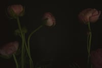 Still Life with Pink Ranunculus no. 3