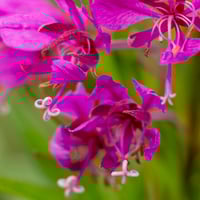 Image 2 of Natures Nectar, In Progress