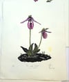 Pink Lady Slipper