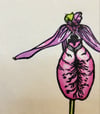 Pink Lady Slipper