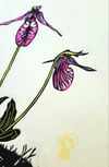 Pink Lady Slipper