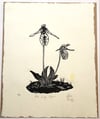 Pink Lady Slipper - black ink