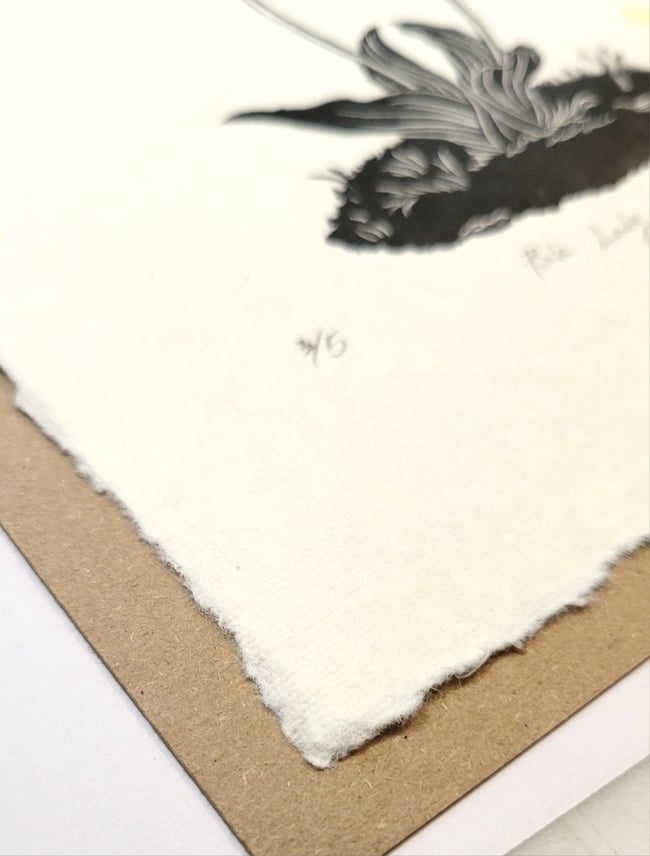 Pink Lady Slipper - black ink