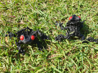 Image 1 of Frogula