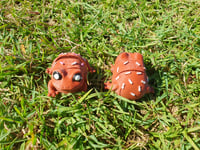 Image 1 of Hoptart Frog