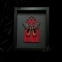 Image 1 of Gothic Arch - Scarlet Mormon Butterfly