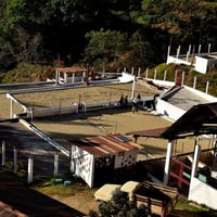 Image 4 of Guatemala - La Soledad - Washed Caturra - Filter
