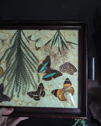 Image 4 of Butterfly tray