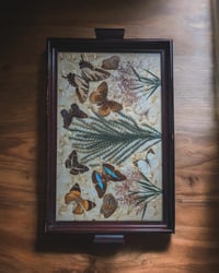 Image 2 of Butterfly tray