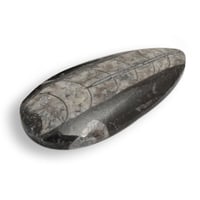 Image 1 of Orthoceras Peardrop Fossil