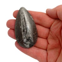 Image 2 of Orthoceras Peardrop Fossil