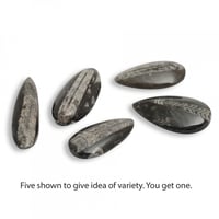 Image 3 of Orthoceras Peardrop Fossil