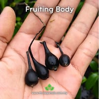 Image 2 of Wu Ling Shen (Xylaria Nigripes) Live Mycelium Mushroom Culture Spawn Seed