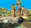 Palm Springs Indian Canyon