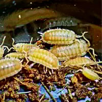 Image 4 of Isopods - Orange 'Embers' Porcellio 