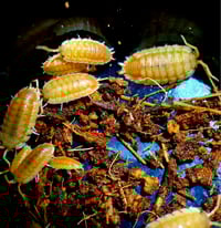Image 1 of Isopods - Orange 'Embers' Porcellio 