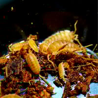 Image 2 of Isopods - Orange 'Embers' Porcellio 