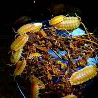Image 5 of Isopods - Orange 'Embers' Porcellio 