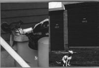 Image 4 of CONCRETE JUNGLE