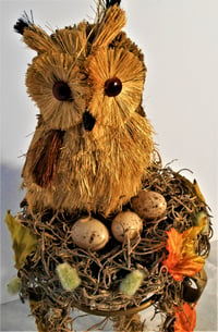 Image 1 of Owl in a Nest