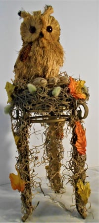 Image 2 of Owl in a Nest