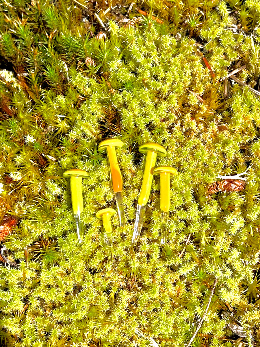 Image of 4 Orange Mushroom Plant Spikes