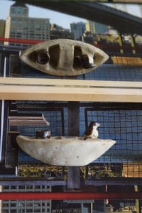 Image 5 of Caw-Caw-Canoe!