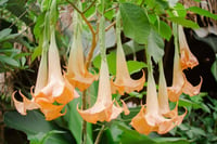 Image 4 of Beloved Apothecary BRUGMANSIA Flower Essence