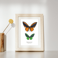 Image 4 of Birdwing Butterfly Watercolor Illustration PRINT 