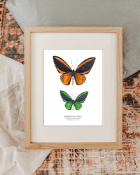 Image 3 of Birdwing Butterfly Watercolor Illustration PRINT 