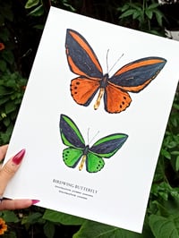 Image 7 of Birdwing Butterfly Watercolor Illustration PRINT 