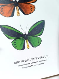 Image 9 of Birdwing Butterfly Watercolor Illustration PRINT 