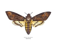 Image 4 of Death Hawk Moth Watercolor Illustration PRINT 