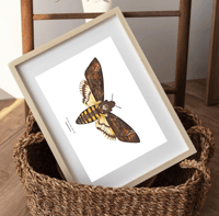 Image 2 of Death Hawk Moth Watercolor Illustration PRINT 