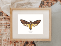 Image 3 of Death Hawk Moth Watercolor Illustration PRINT 