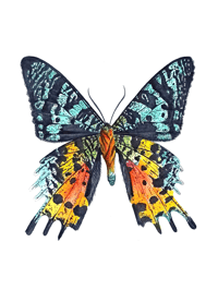 Image 3 of Sunset Moth Watercolor Illustration PRINT 