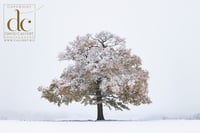 Oak Tree in Hertfordshire #14