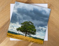 Oak Tree in a Field of Wheat. Greeting Card. Gift Idea