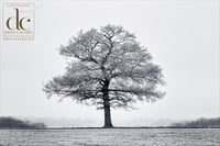 Oak Tree in Hertfordshire #5 