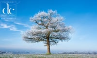 Oak Tree in Hertfordshire #1- Quality Photographic Print 