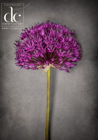 Allium - Quality Photographic Print