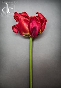 Tulip - Quality Photographic Print 