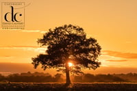 Oak Tree in Hertfordshire #12