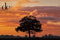 Oak Tree in Hertfordshire #11 